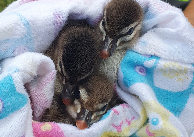 Possum Rescue